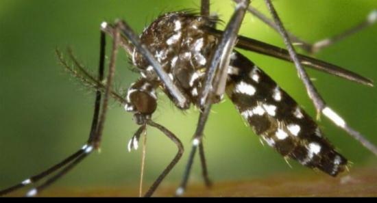 Dengue Cases Spike in January; Highest in Colombo